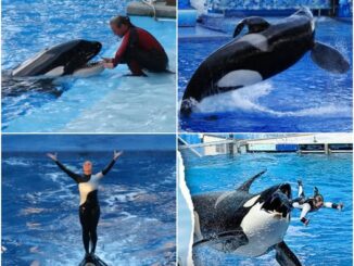 The Tragic Life Of Tilikum, SeaWorld’s Infamous Killer Orca