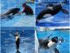 The Tragic Life Of Tilikum, SeaWorld’s Infamous Killer Orca