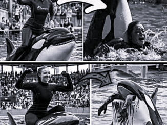 Orca trainer is devoured by this one while perfor…