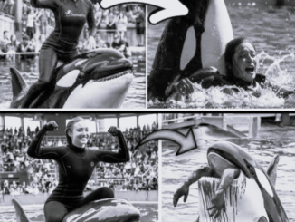 Orca trainer is devoured by this one while perfor…
