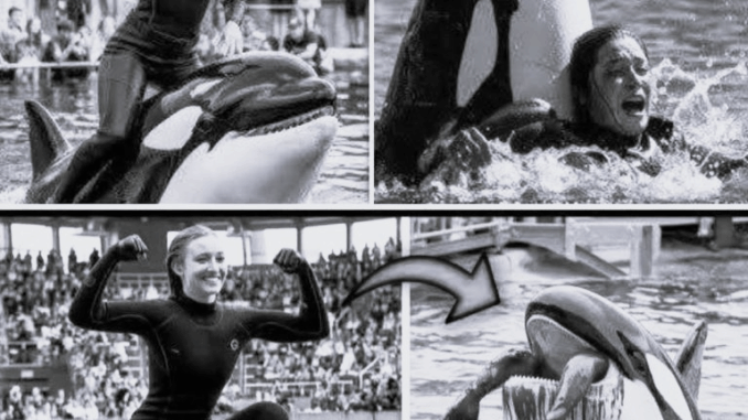 Orca trainer is devoured by this one while perfor… Orca trainer is devoured by this one while perfor…