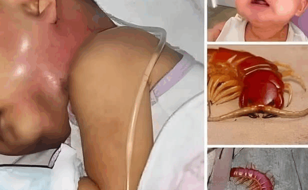 Why You Might Want to Rethink Killing That House Centipede Why You Might Want to Rethink Killing That House Centipede