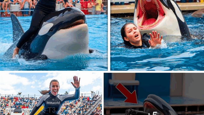 Orca trainer is devoured by this one while perfor… Orca trainer is devoured by this one while perfor…