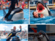 Orca trainer is devoured by this one while perfor…