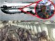 Breaking: A Plane That Vanished 3,700 Years Ago Has Reappeared, Still Full of Passengers—Now Reduced to Dry Skeletons.