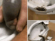 He went to the bathroom without knowing that there was a…See more