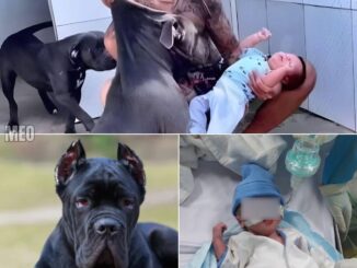 PITBULL DOG ATTACKS HIS OWNER’S SON AND… See more