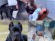 PITBULL DOG ATTACKS HIS OWNER’S SON AND… See more