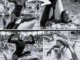 Orca trainer is devoured by this one while perfor…