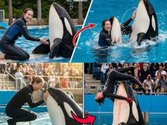 HORRIFYING Last Moments of Orca Trainer Jessica Radcliffe | Daniel Patrick Dukes and the center’s handling of the issue have outraged many and