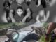 Father, mother and son are found dead in a car in a river, they were with their m…See more