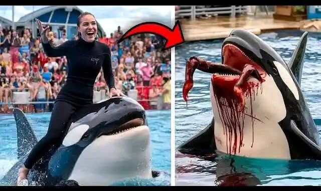 The HORRIFYING Last Moments of Orca Trainer Jessica Radcliffe | Daniel Patrick Dukes