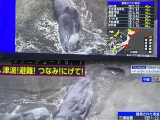 Ballenas llegan a la costa de Japón después de que un enorme terremoto de magnitud 8,7 desencadenara un tsunami